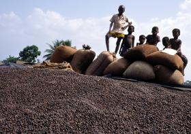 Kinder und Kakaobohnen
