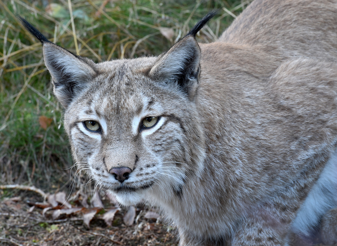Lynx thrive in Switzerland 50 years after reintroduction - SWI swissinfo.ch