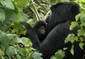 Gorillas in DRC Virunga Park