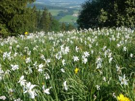 narcissus meadow in the Swiss pre-Alps
