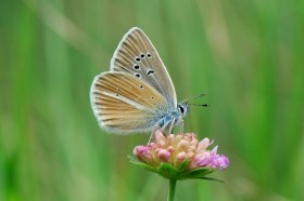 بوليوماتوس دامون (أزرق دامون)، نوع من الفراشات تطير على ارتفاعات منخفضة ومتوسطة