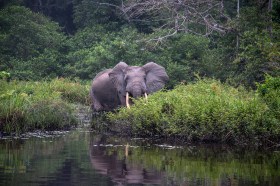 An elephant standing in the bush, looks directly at the camera.