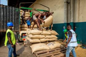 Trabajadores descargando sacos de cacao