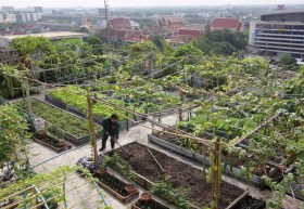 Der Gärtner arbeitet im Dachgarten