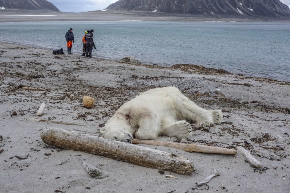 دب قطبي ميت على شاطئ