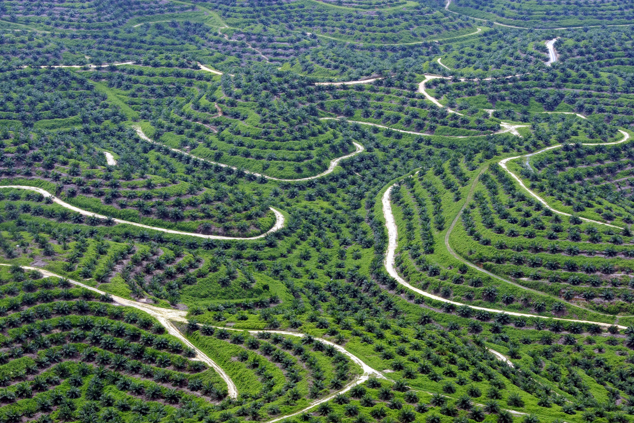 Nestlé verlängert sein Null-Entwaldungsziel bis 2022 Nestlé verlängert sein Null-Entwaldungsziel bis 2022