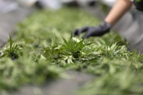 自2017年起，瑞士法律允许生产和销售低含量四氢大麻酚(THC)的大麻株(长在一根茎上的大麻花团)。