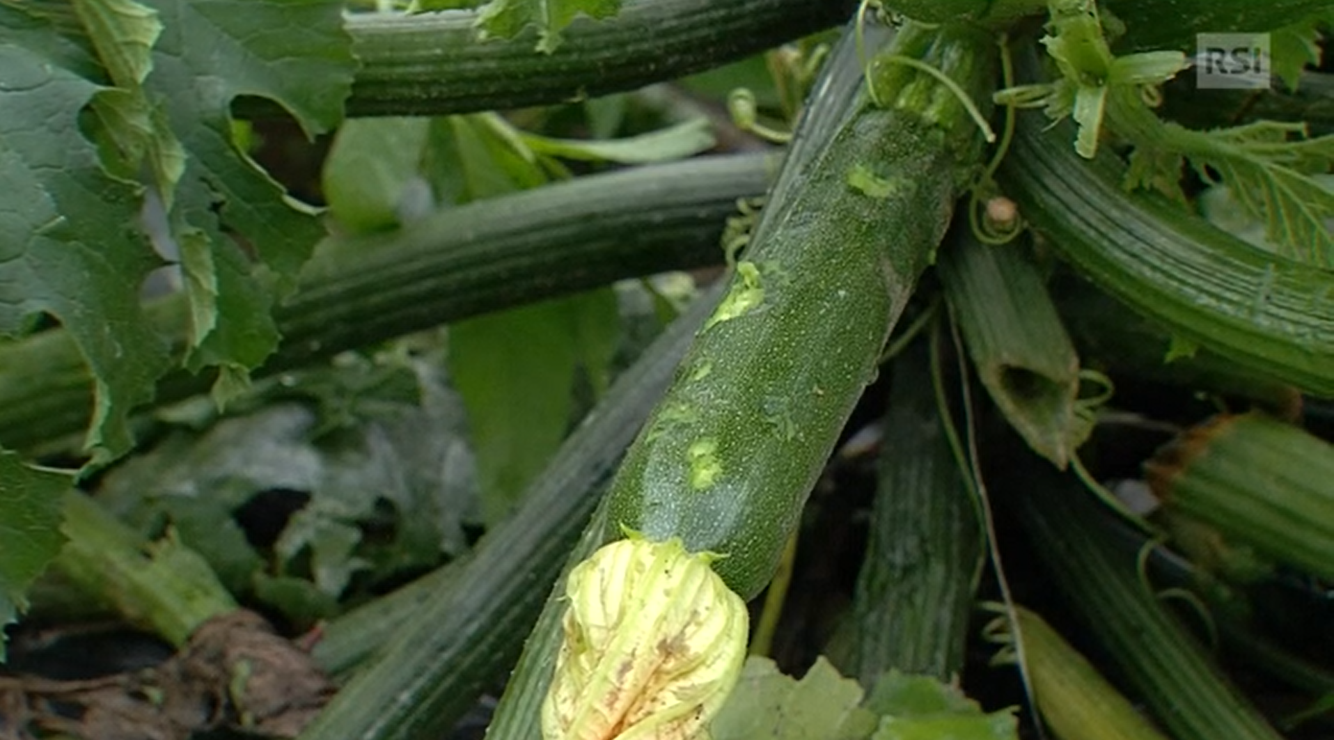 La Grandine Flagella Il Sud Delle Alpi SWI Swissinfo ch