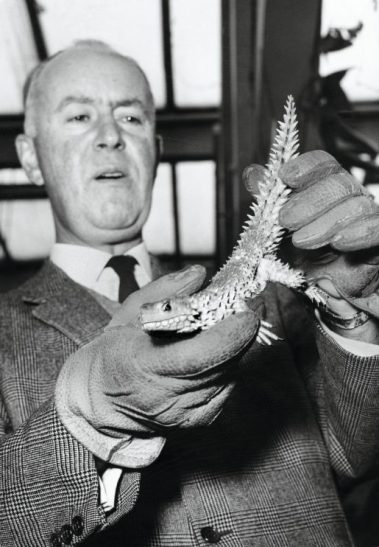 Heini Hediger era prudente. Ogni volta che toccava un animale allo zoo, indossava i guanti (1965). (Zoo Zürich) Heini Hediger mit Chamäleon