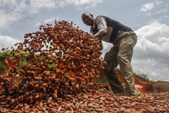 مزارع افريقي ينشر الكاكاو