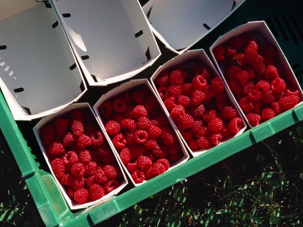 Les framboises suisses sont mûres SWI swissinfo.ch
