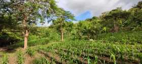 Blick auf Yanick Iselis kleine Mango-Plantage.