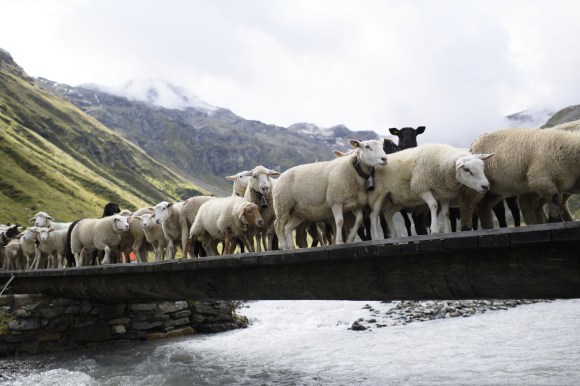 Sheep on a bridge