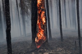 Ein brennender Baum mitten im Wald