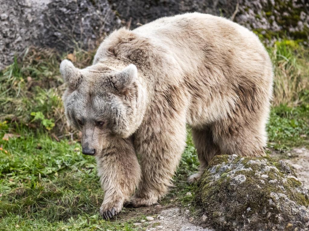 Warum Dickleibigkeit B ren Keine Herz Kreislaufprobleme Beschert SWI 