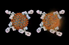 rappresentazione del virus covid intatto e colpito
