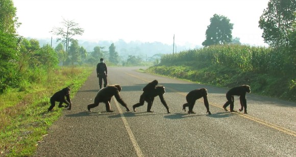 東アフリカ・ウガンダのブリンディで道路を横断するチンパンジー