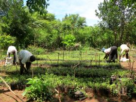 ウガンダの「ブリンディ地区チンパンジー保護プロジェクト（BCCP）」の養樹園で植樹する人々