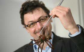Mann hält eine grosse Spinne mit einer Pinzette