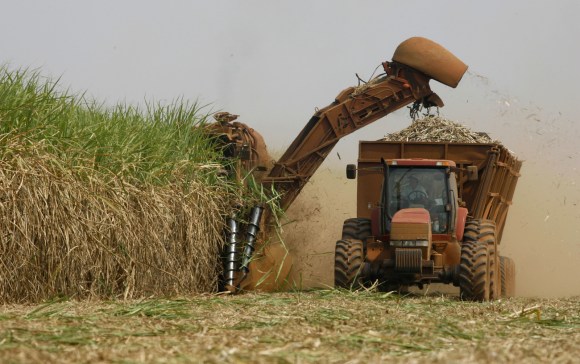 sugarcane harvest