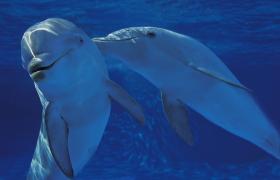 من بين الدلافين قارورية الأنف، هناك العديد من ثنائيي الجنس ويدخل البعض في علاقات مثلية تدوم طويلاً.