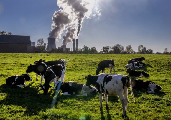 Vaches dans un champ devant des cheminées d usine