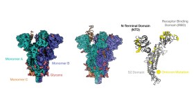 Estrutura da proteína spike da variante Omicron