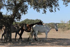 cavalos lusitanos