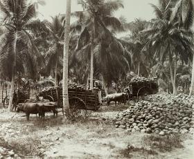 Bild einer Kokosplantage
