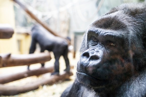 Swiss voters reject ban on animal testing - SWI Swiss voters reject ban on animal testing - SWI