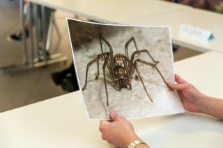 Foto einer Spinne