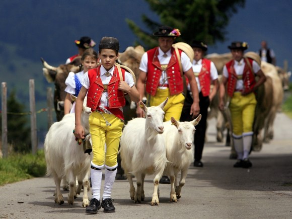 Shepherds dressed in traditional costume herd goats fown from a mountain