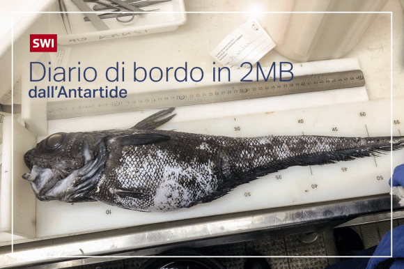 pesce copertina