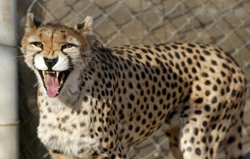 In Iran, an Asian female leopard gave birth to three cubs