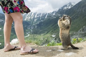 A mulher fica ao lado da marmota contra um pano de fundo montanhoso.