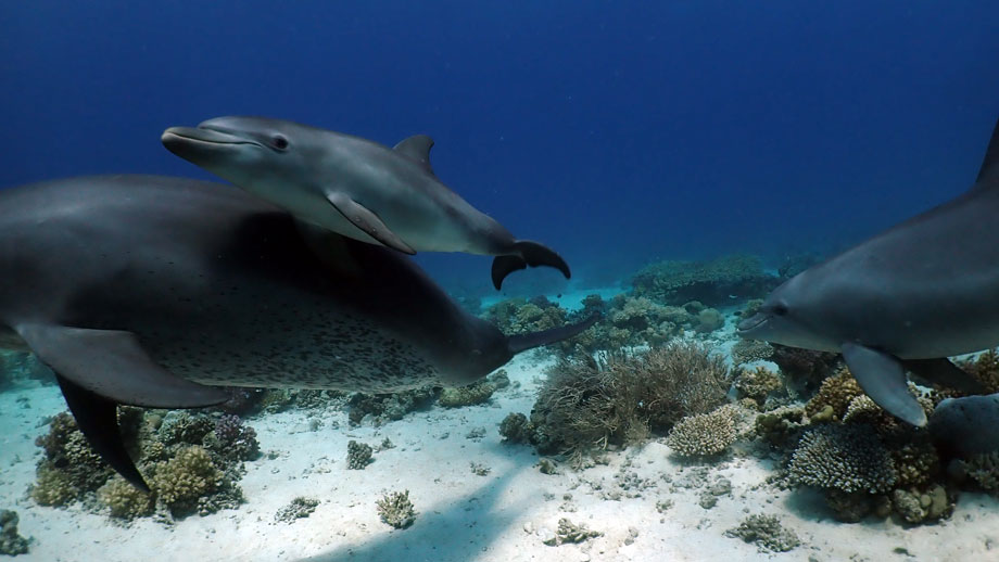 Dolphins use coral ‘clinics’ for skincare