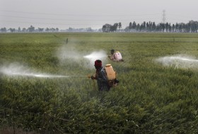 Agricultores indianos pulverizam culturas
