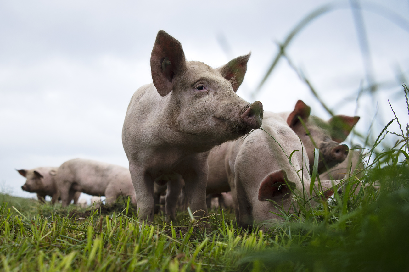 Swiss factory farming ban to be decided at the ballot box - SWI 