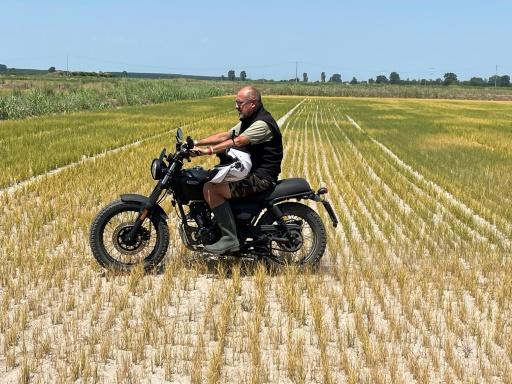 Rice fields in Italy’s ‘golden triangle’ damaged by drought – SWI swissinfo.ch