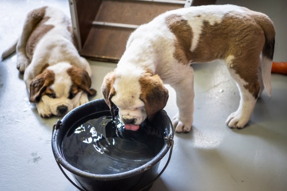 Dos perros San Bernardo: uno echado y otro bebiendo agua.