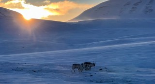 Spitzbergen natur