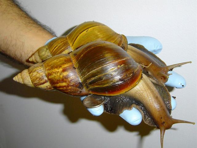 Des escargots géants africains repérés à Saxon (VS) - SWI