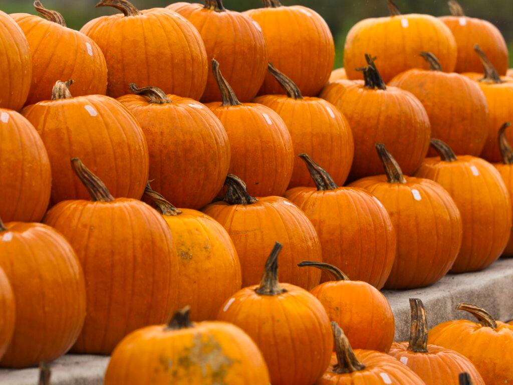 La surface de culture des citrouilles a presque triplé depuis 2009