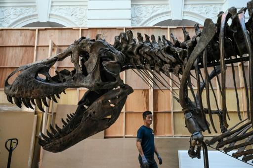 Esqueleto de Tiranossauro Rex será leiloado na Suíça, Mundo