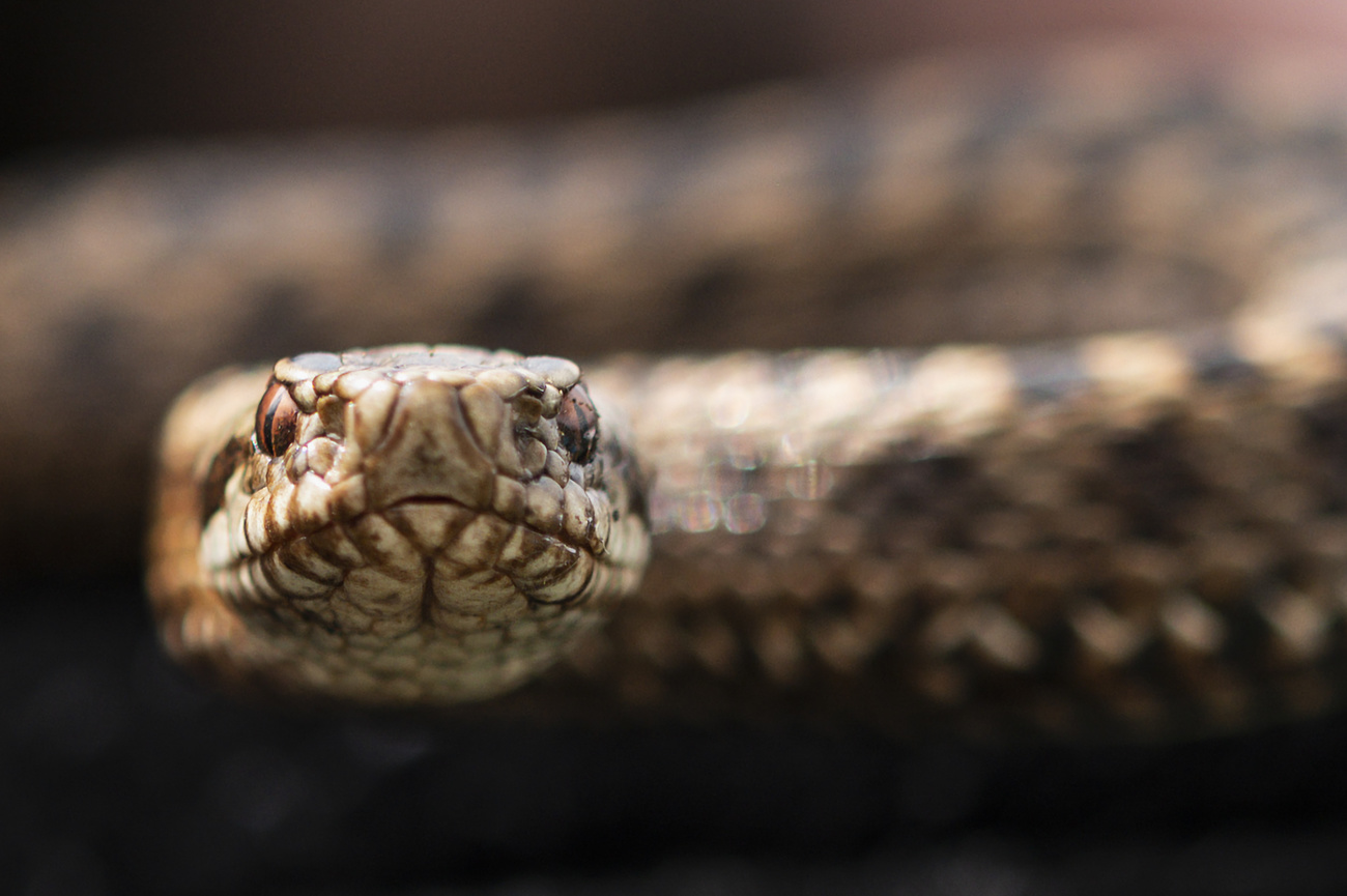 Venomous snakes bit more than 40 people last year - SWI 