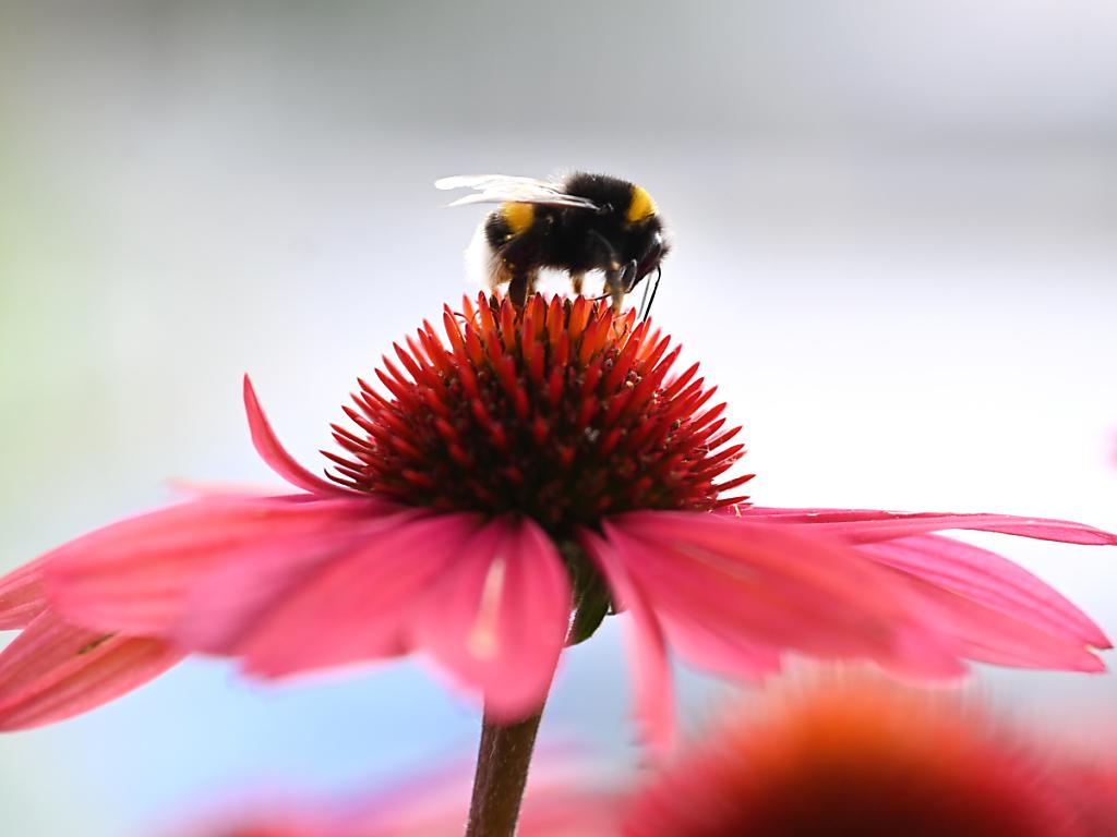 Klimawandel gefährdet Insekten und damit ganze Ökosysteme SWI