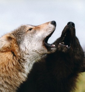 wolves howling