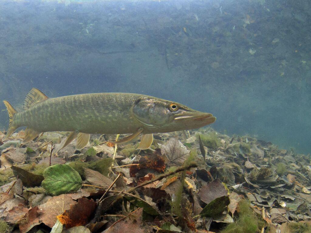 SPRO C-TEC Mono X Raubfisch Schnur - 0,35mm 300m Grün Für Hecht Angeln