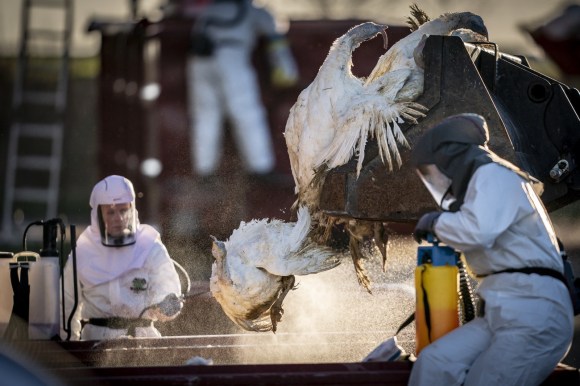 Swi Slitter Rabbit Rabbit-killer virus spreading in Switzerland - SWI swissinfo.ch