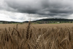 Wheat field below dark clouds